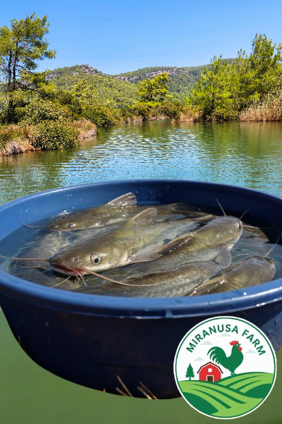 Ikan Lele